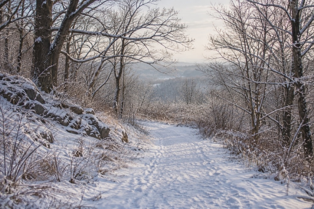 A snowy footpath winding through bare winter trees