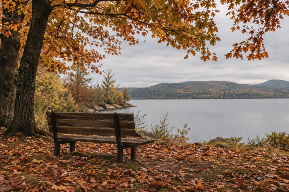 An empty park bench beneath autumn trees